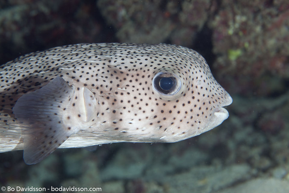 BD-130710-Maldives-0112-Diodon-hystrix.-Linnaeus.-1758-[Spot-fin-porcupinefish.-Igelkottfisk].jpg